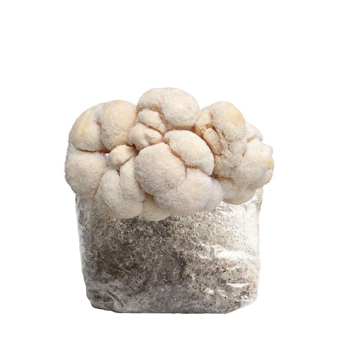 Mushroom Fruiting Blocks