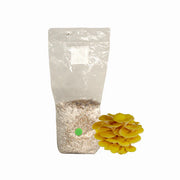 Golden Oyster Mushroom Grain Spawn Bag