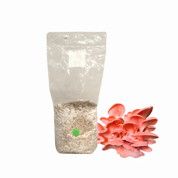 Pink Oyster Mushroom Grain Spawn Bag