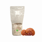 Reishi Mushroom Grain Spawn Bag