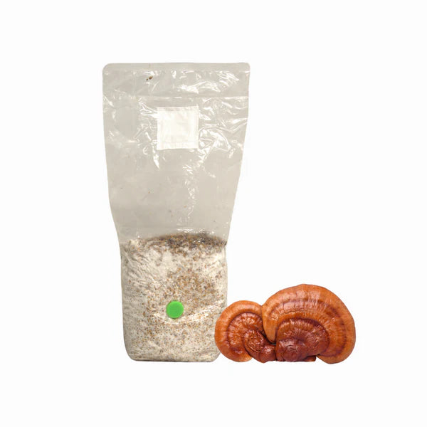 Reishi Mushroom Grain Spawn Bag
