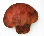 Beefsteak Liquid Culture