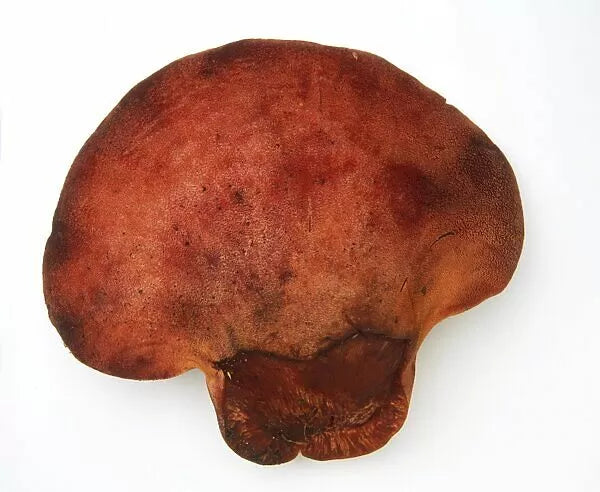 Beefsteak Liquid Culture