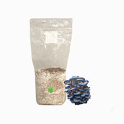 Blue Oyster Mushroom Grain Spawn Bag