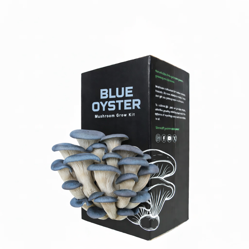 Blue Oyster Mushroom Grow Kit