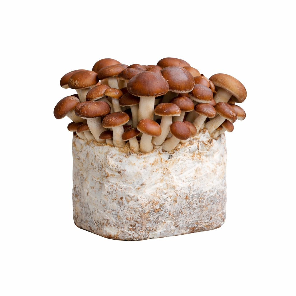 Chestnut Mushroom Fruiting Block Kit