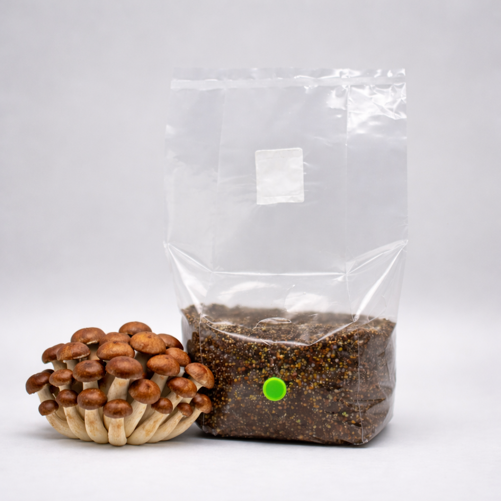 Chestnut Mushroom Grow Bag
