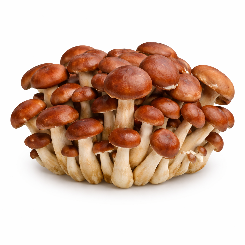 Chestnut Mushroom Liquid Culture