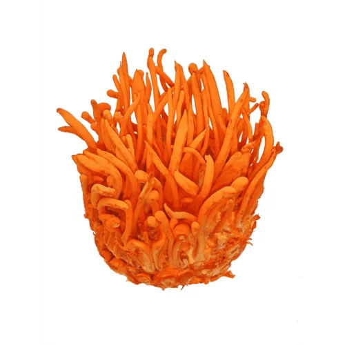 Cordyceps Militaris Liquid Culture