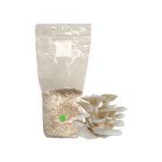 Elm Oyster Mushroom Grain Spawn Bag
