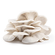 Elm Oyster Liquid Culture