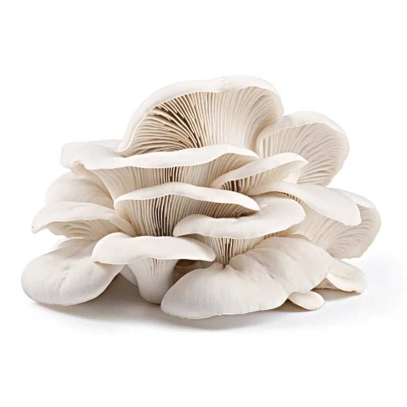 Elm Oyster Liquid Culture