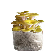 Golden Oyster Mushroom Fruiting Block Kit