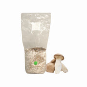 King Oyster Mushroom Grain Spawn Bag