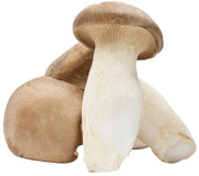 King Oyster Liquid Culture