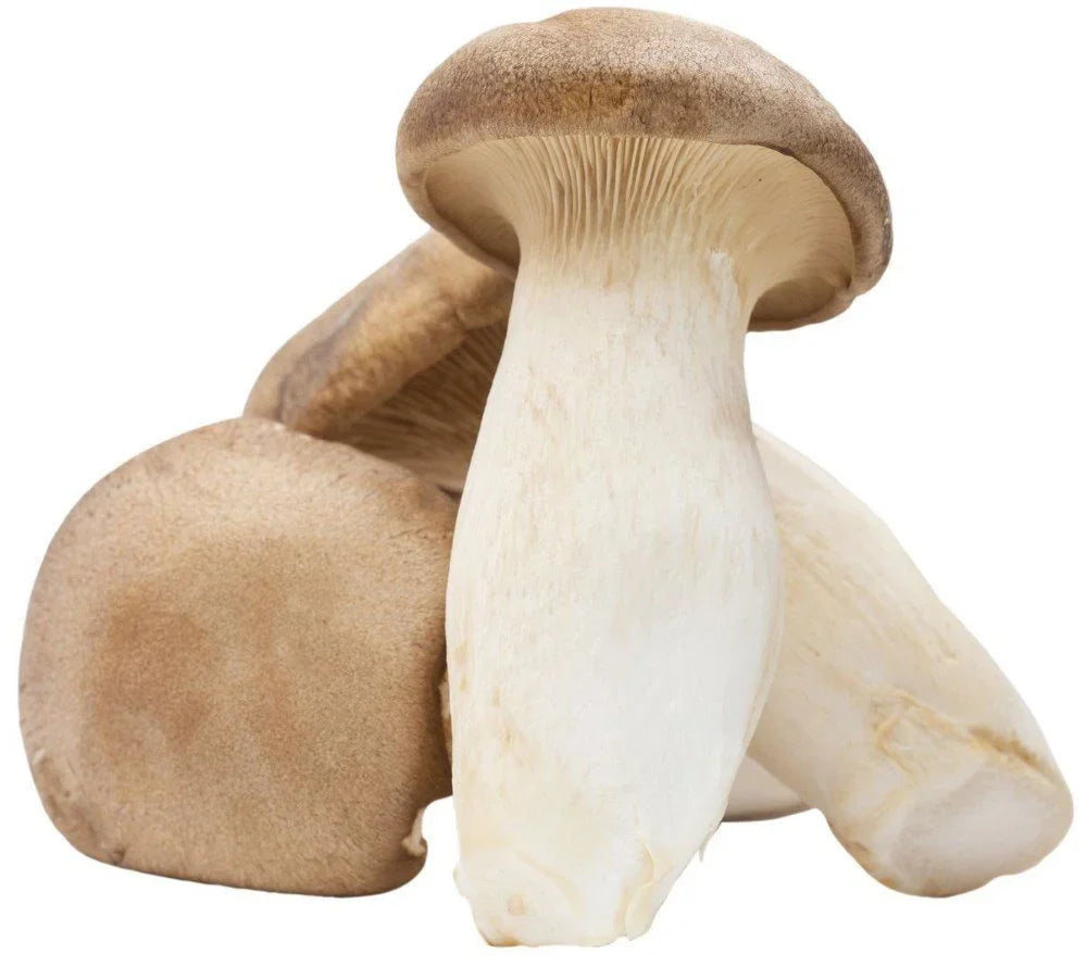 King Oyster Liquid Culture