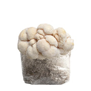 Lion's Mane Mushroom Fruiting Block Kit