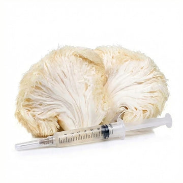 Lion's Mane Liquid Culture Syringe