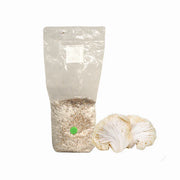 Lion's Mane Mushroom Grain Spawn Bag