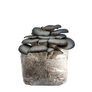 Blue Oyster Mushroom Fruiting Block Kit