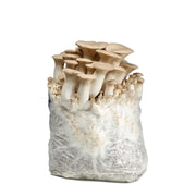 King Oyster Mushroom Fruiting Block Kit