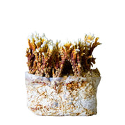 Reishi Mushroom Fruiting Block Kit