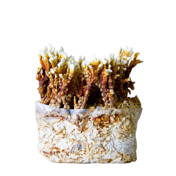 Reishi Mushroom Fruiting Block Kit