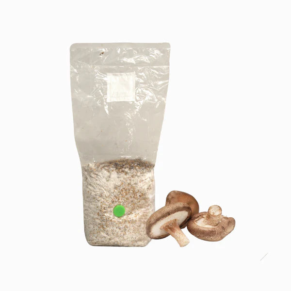 Shiitake Mushroom Grain Spawn Bag