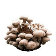 Shittake Mushroom Fruiting Block Kit